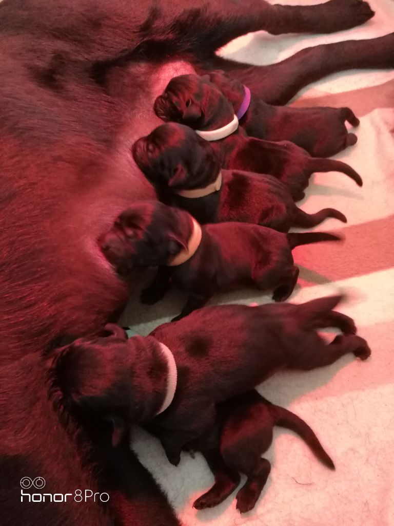 Albéric Gerard - Labrador Retriever - Portée née le 12/04/2020